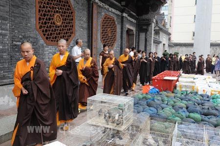 七塔禅寺举行大型放生活动